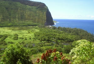 uitzicht op het tropisch regenwoud | Hamakua Coast